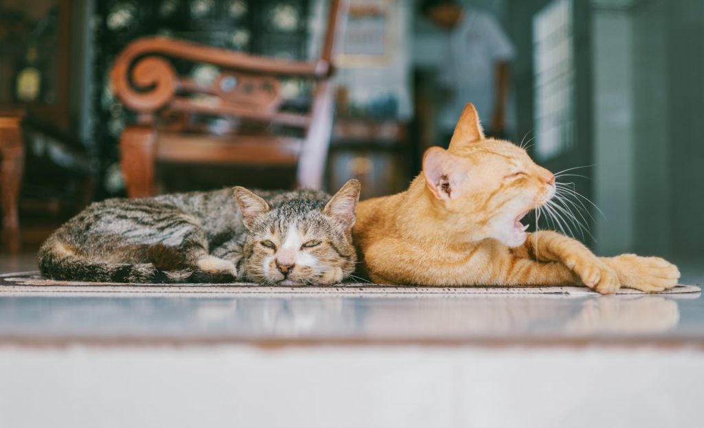 Home Two domestic cats resting indoors, one yawning while lying on a patterned rug.