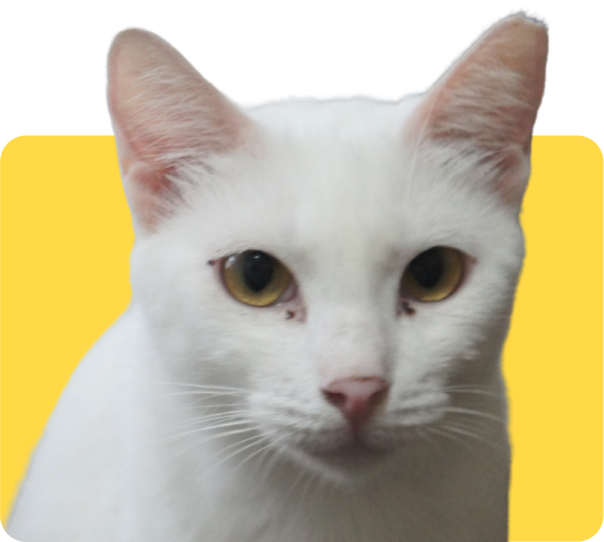 cat white cat white