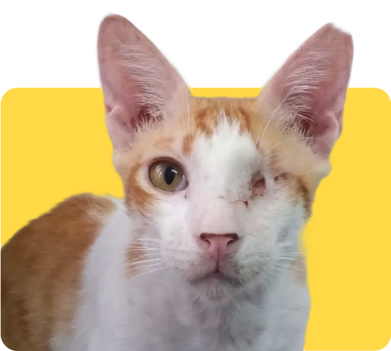 orange cat orange cat